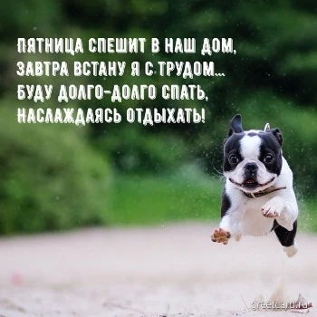Открытка на пятницу с милой собачкой