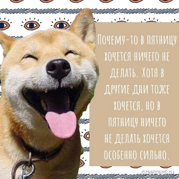 Картинка на пятницу: милая собачка улыбается