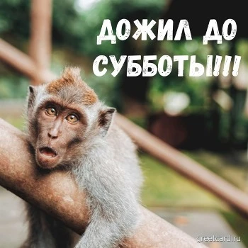 Картинка с субботой и милой обезьяной Картинка с субботой и милой обезьяной