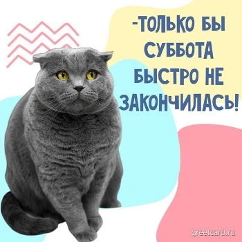 Картинка на утро субботы с котиком Картинка на утро субботы с котиком