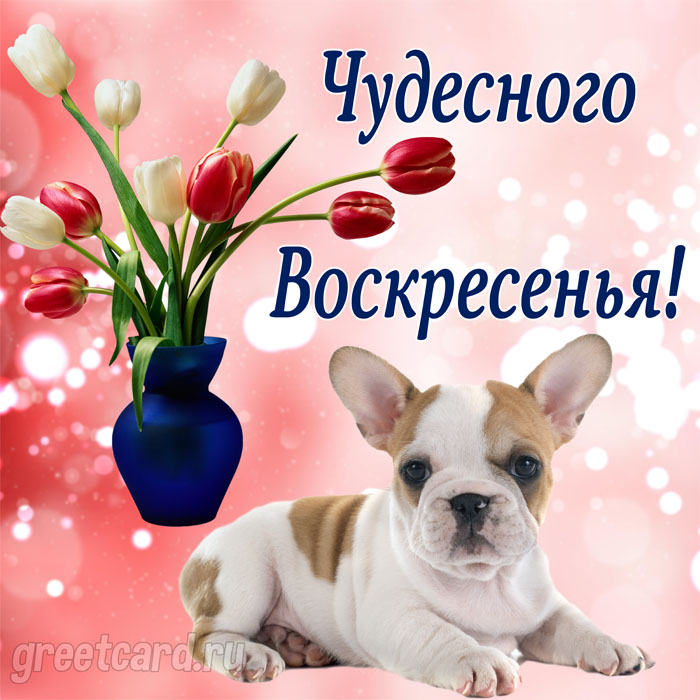 Картинка: чудесного воскресенья с милой собачкой и цветами