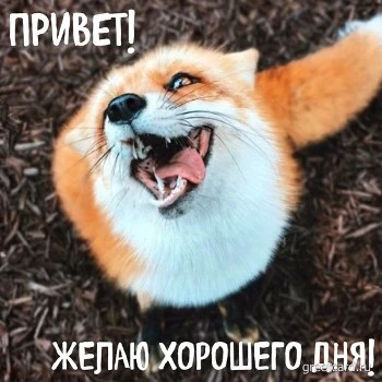 Милая открытка хорошего дня с лисичкой