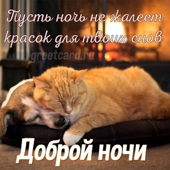 Картинка спокойной ночи с собачкой и кошкой