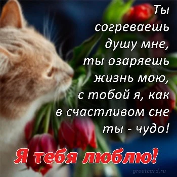 Открытка я тебя люблю с кошкой и розами