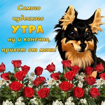 Открытка доброе утро с красными розами Открытка доброе утро с красными розами