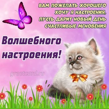 Оригинальная картинка с котом, замечательного настроения