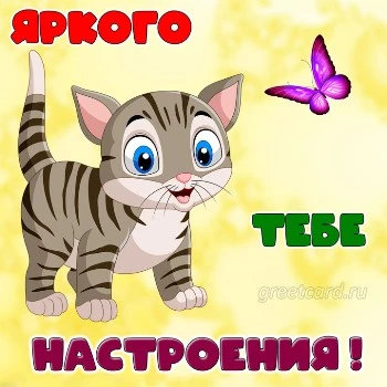 Красочная открытка с котиком, яркого настроения