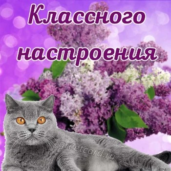 Классного настроение с цветами сирени Классного настроение с цветами сирени