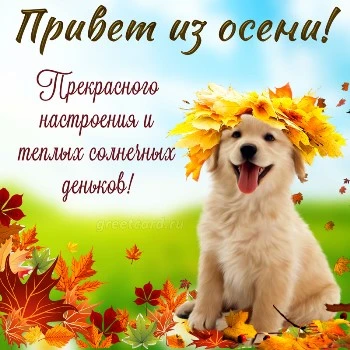 Картинка привет из осени