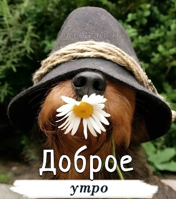 Новая открытка с добрым утром с собачкой