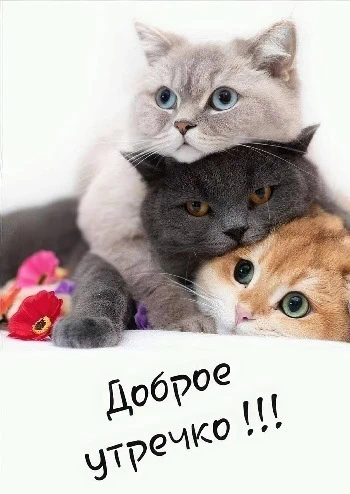Три кота желают доброго весеннего утра