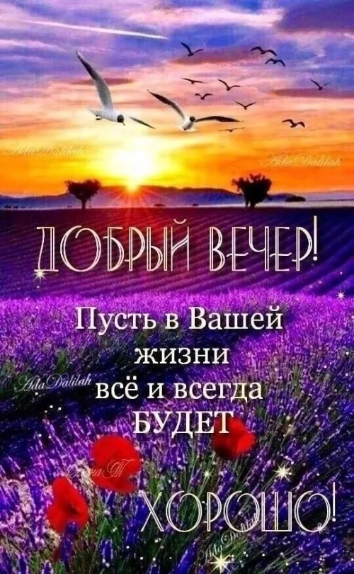 Добрый вечер в поле лаванды и птиц