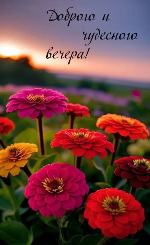 Цветы на закате: доброго вечера открытка