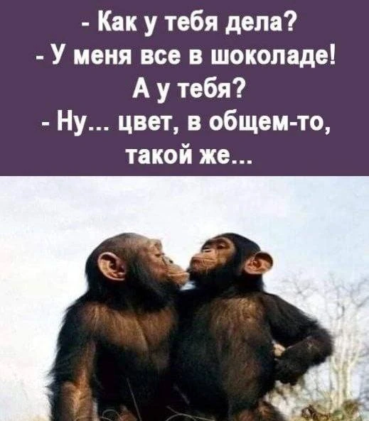 Прикольная открытка с обезьянами и шуткой