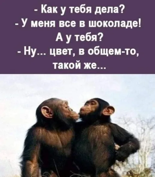 Прикольная открытка с обезьянами и шуткой