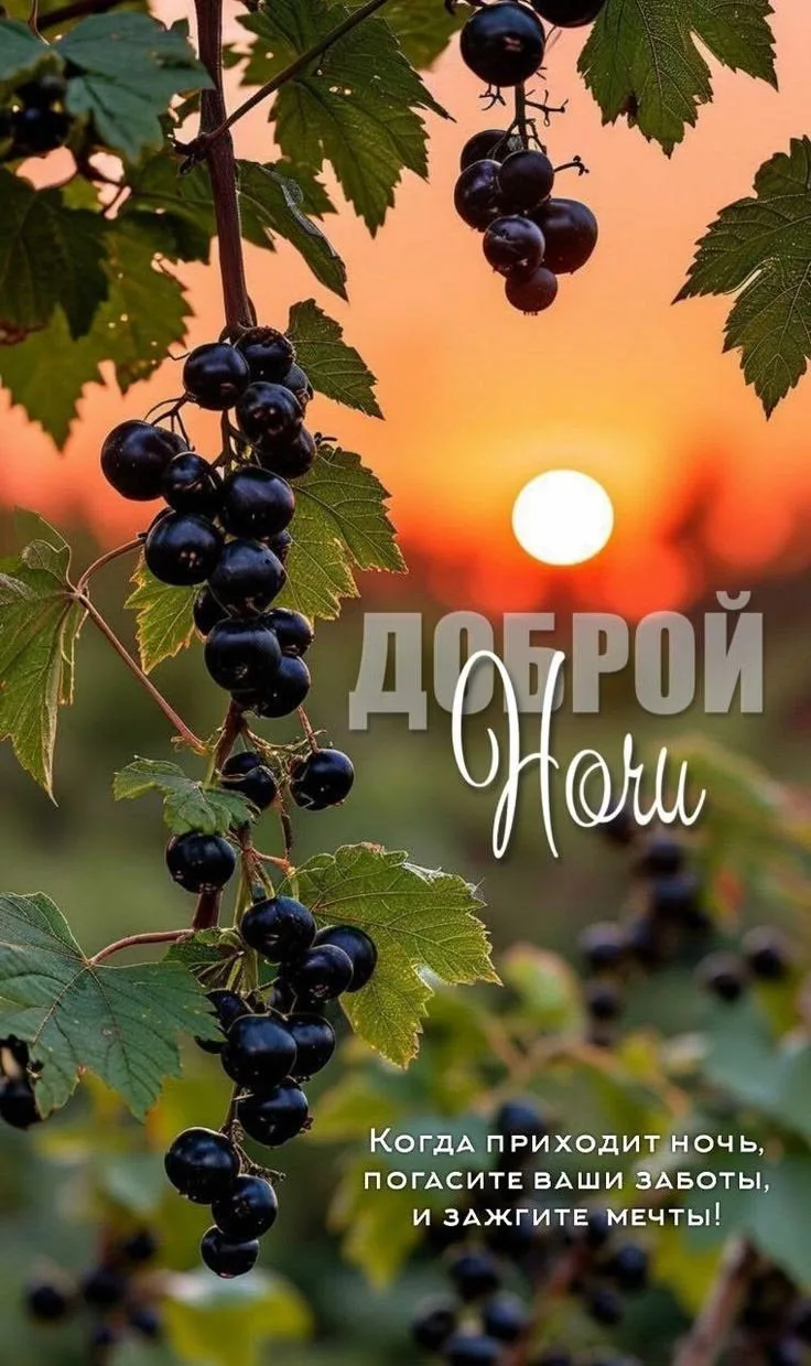 Добрый вечер с черной смородиной и закатом