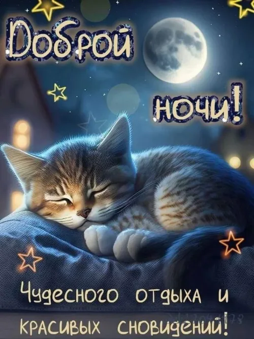 Доброй ночи! Кот и спокойная ночь