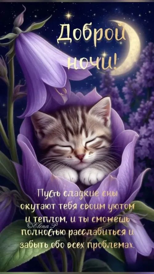 Сладкие сны: Кот в цветах