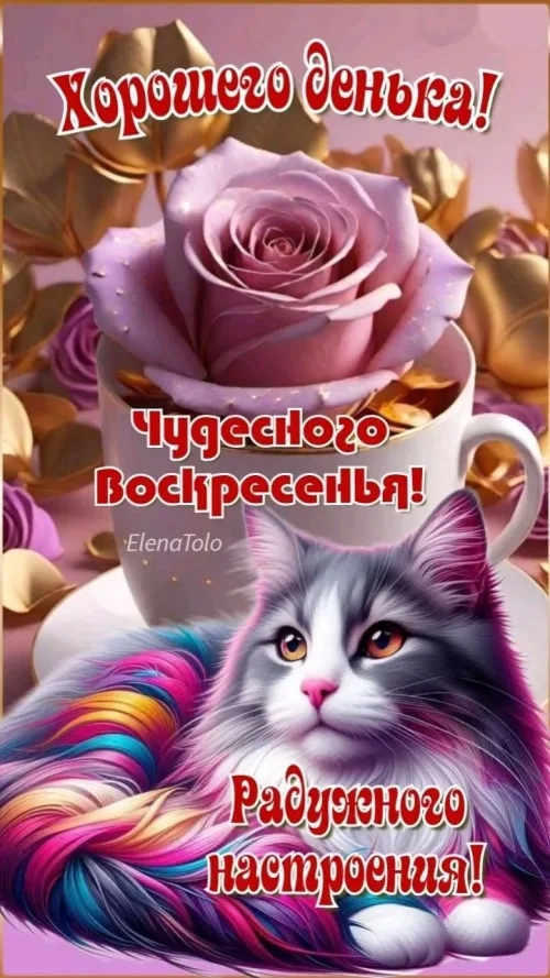 Кошка в чашке с розой: Чудесного Воскресенья!