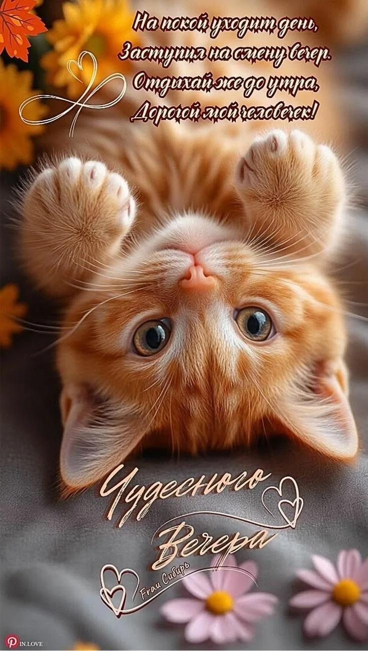 Котенок с цветами: Пожелание на ночь