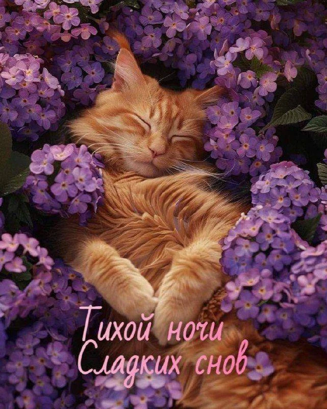 Сладкие сны с котом в цветах