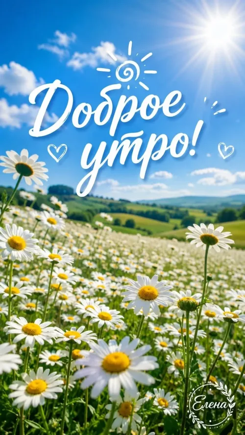 Открытка с добрым утром и полем ромашек