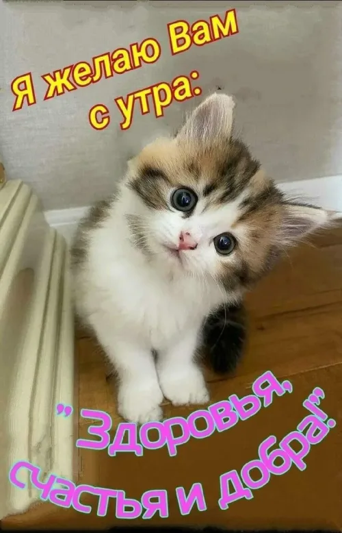 Позитивная открытка с добрым утром и котенком