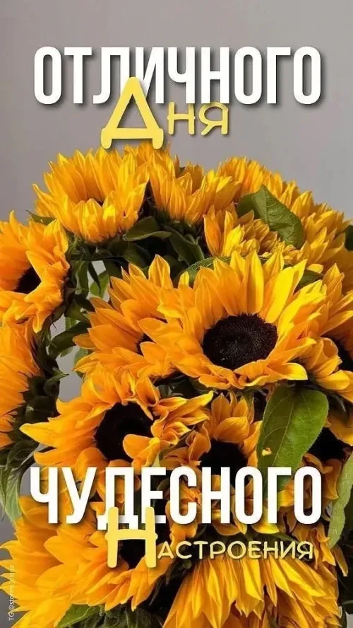 Открытка с подсолнухами и пожеланиями отличного дня