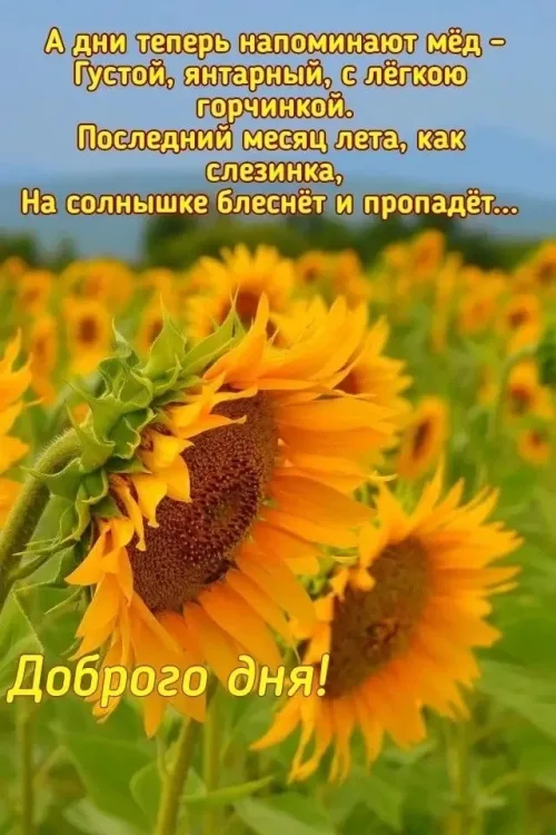 Открытка с пожеланиями на лето: солнце и счастье