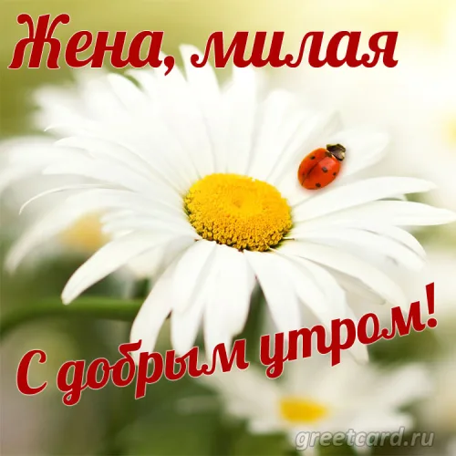 Открытка с цветком и журавликом на доброе утро жене