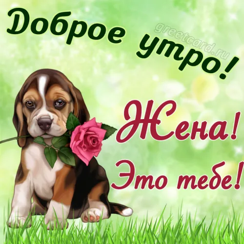 Утренняя открытка с розой для женщины