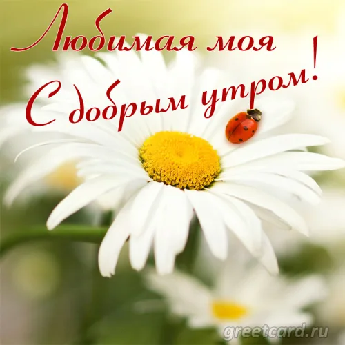 Открытка с цветком и жуком: Доброе утро любимой