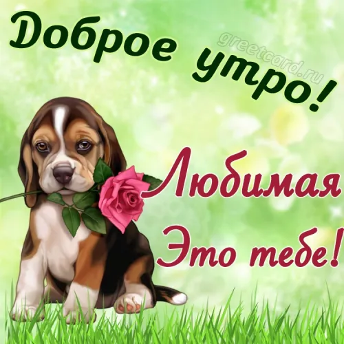 Утренняя открытка с розой для любимой