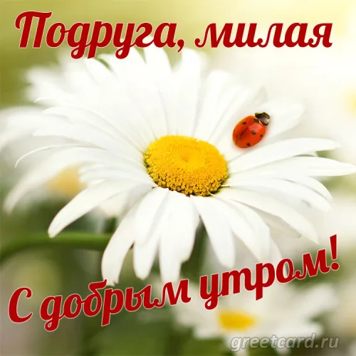 Открытка с цветком и жуком подруге на утро