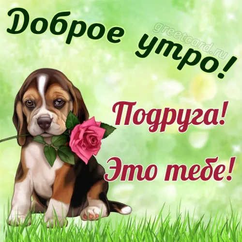 Утренняя открытка с розой для подруги