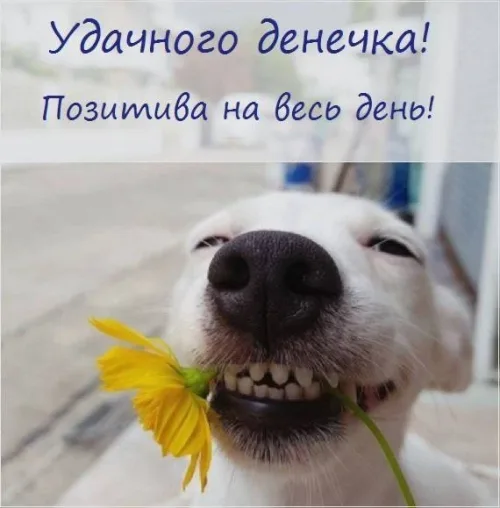 Позитивная открытка с добрым утром и веселым щенком