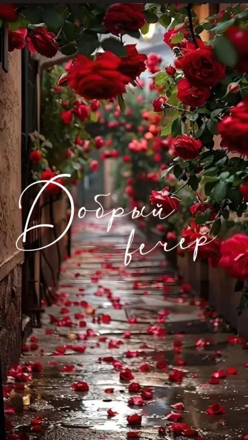 Добрый вечер: открытка с розами