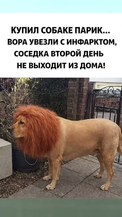 Прикольная открытка с добрым утром: собака в парике