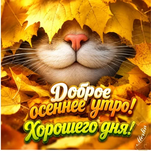 Открытка с осенним утром и котом