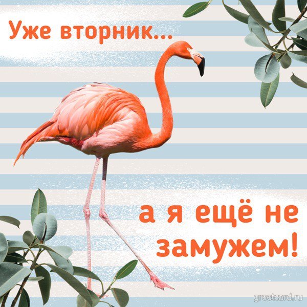 Открытка со вторником: розовый фламинго Открытка со вторником: розовый фламинго