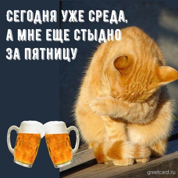 Открытка со средой: стеснительный кот