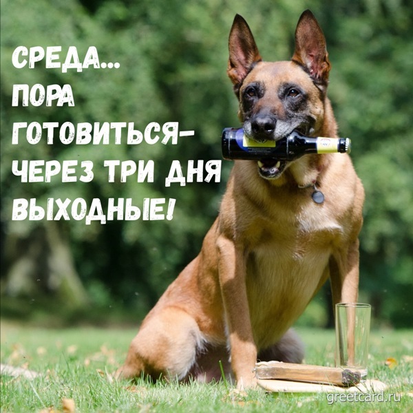 Открытка со средой с милой собачкой
