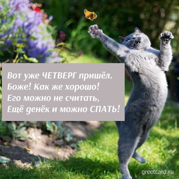 Открытка с котом и пожаланием на четверг