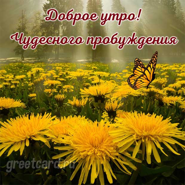 Чудесного пробуждения этим утром