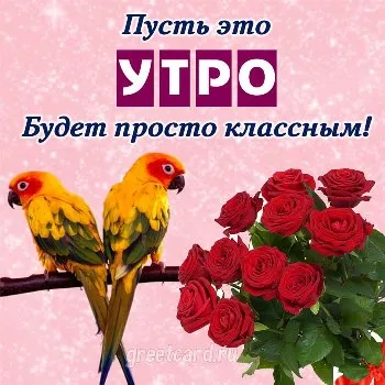 Открытка на доброе утро с попугаями и букетом роз Открытка на доброе утро с попугаями и букетом роз