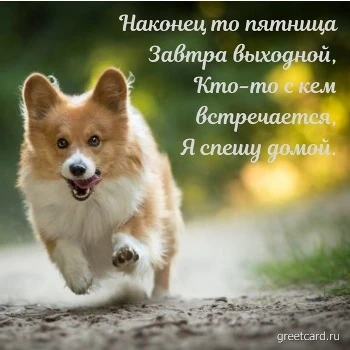 Картинка на пятницу: милый песик бежит на выходные Картинка на пятницу: милый песик бежит на выходные
