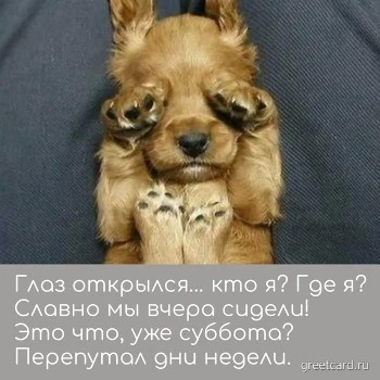 Картинка с субботой: собачка закрывает глаза Картинка с субботой: собачка закрывает глаза