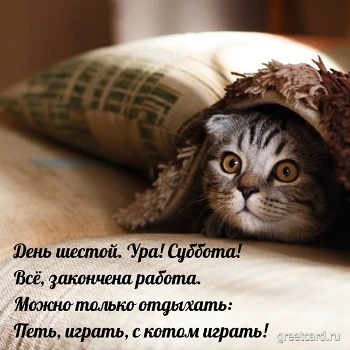 Открытка с субботой и милым котиком ?