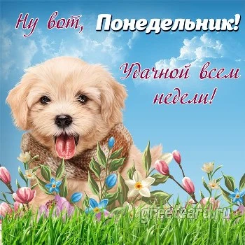 Красивая открытка с понедельником с милой собачкой