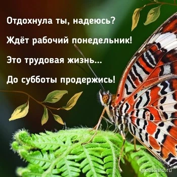 Открытка с понедельником на фоне бабочки и зелени